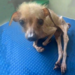 She Was Emaciated, Reduced To Mere Skin And Bones, Utterly Debilitated When She Was Finally Rescued.