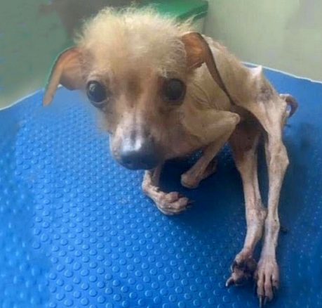 She Was Emaciated, Reduced To Mere Skin And Bones, Utterly Debilitated When She Was Finally Rescued.