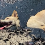 Brave Individuals Rescue A Stray Dog Trapped In Melted Rubber