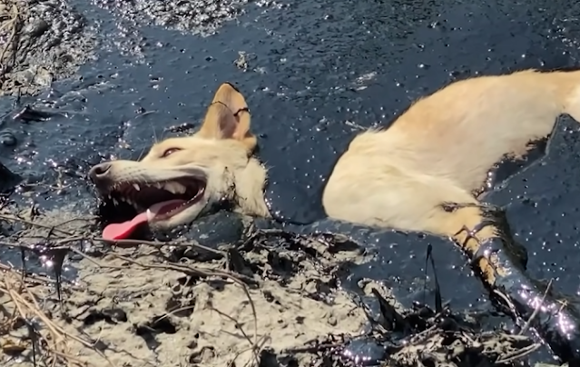 Brave Individuals Rescue A Stray Dog Trapped In Melted Rubber