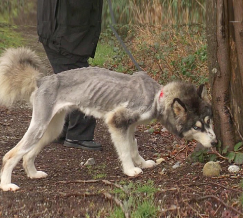 A Terrified Siberian Husky, Forced To Eat Rocks And Branches To Survive, Exhibits Clear Signs Of Depression
