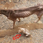 Mom And Her Puppy Wandered Beside The Road, Severe Emaciated, Crying Begging People For Help! BUT NO ONE HELP HER…..