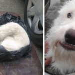 A Nearly Lifeless Dog Found Trapped Inside A Plastic Bag Is Given A Second Chance At Life