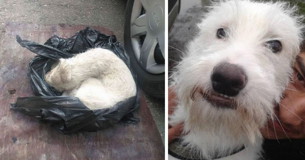 A Nearly Lifeless Dog Found Trapped Inside A Plastic Bag Is Given A Second Chance At Life
