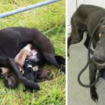 The 2-Year-Old Lurcher Was Tightly Chained To A Metal Fence Post By Her Collar In A Remote Field