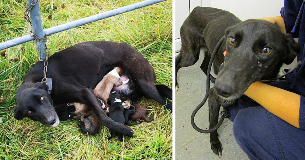 The 2-Year-Old Lurcher Was Tightly Chained To A Metal Fence Post By Her Collar In A Remote Field