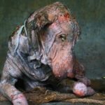 Amazing transformation of sick dog who had given up hope.