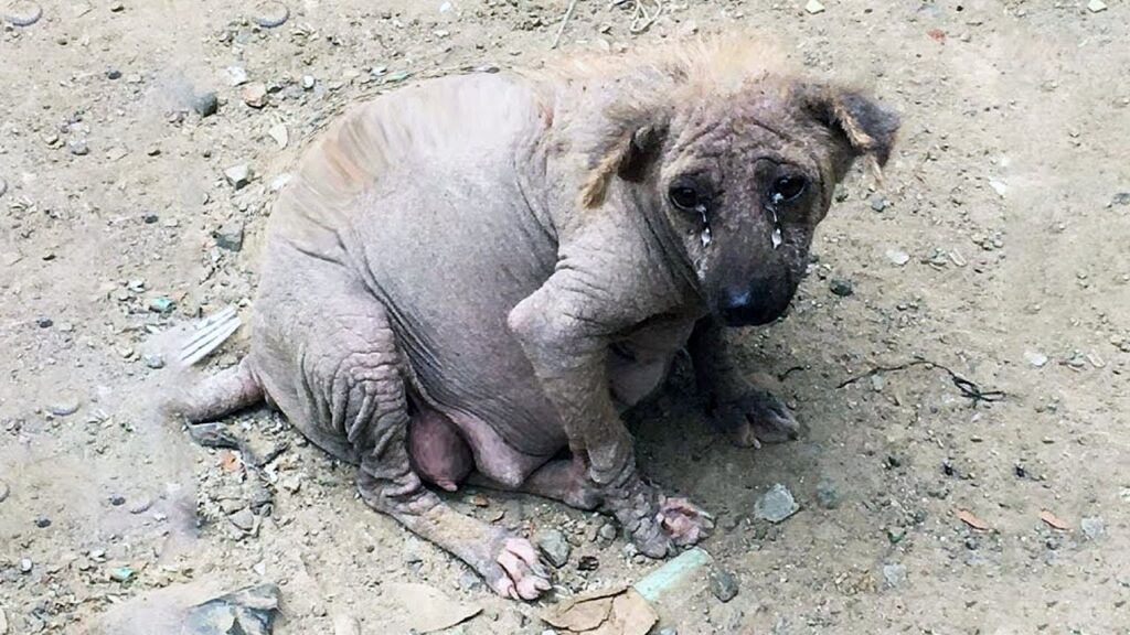 With tears in her eyes, the expectant mother asked for help! The owner left her sick on the street!