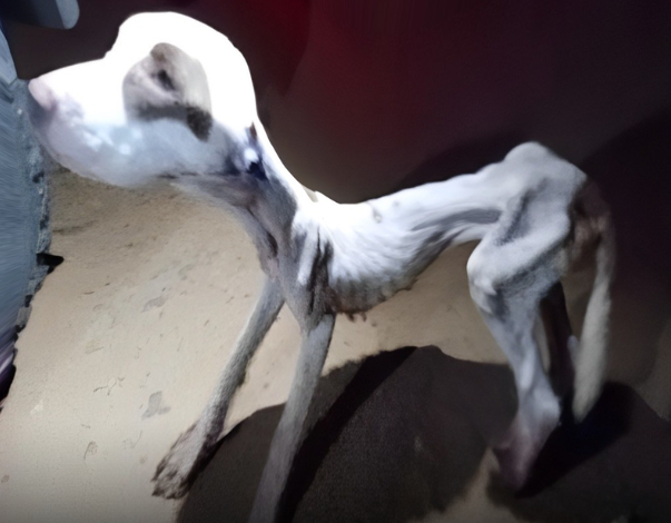 Poor PitBull Rescue Abandoned On The Road, Unbelievably Skinny