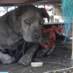 Close To A Junkyard, A Blind Senior Pit Bull Has Waited A Lifetime For Rescue, Holding Onto Hope Amidst The Darkness, Yearning For A Forever Home To Call His Own