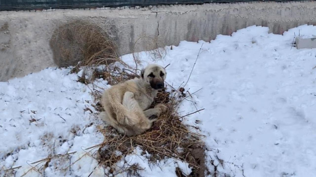 He Made His Own Nest In Snow And Exhausted Lay There Shivering Like A Moving Skeleton