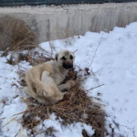 He Made His Own Nest In Snow And Exhausted Lay There Shivering Like A Moving Skeleton