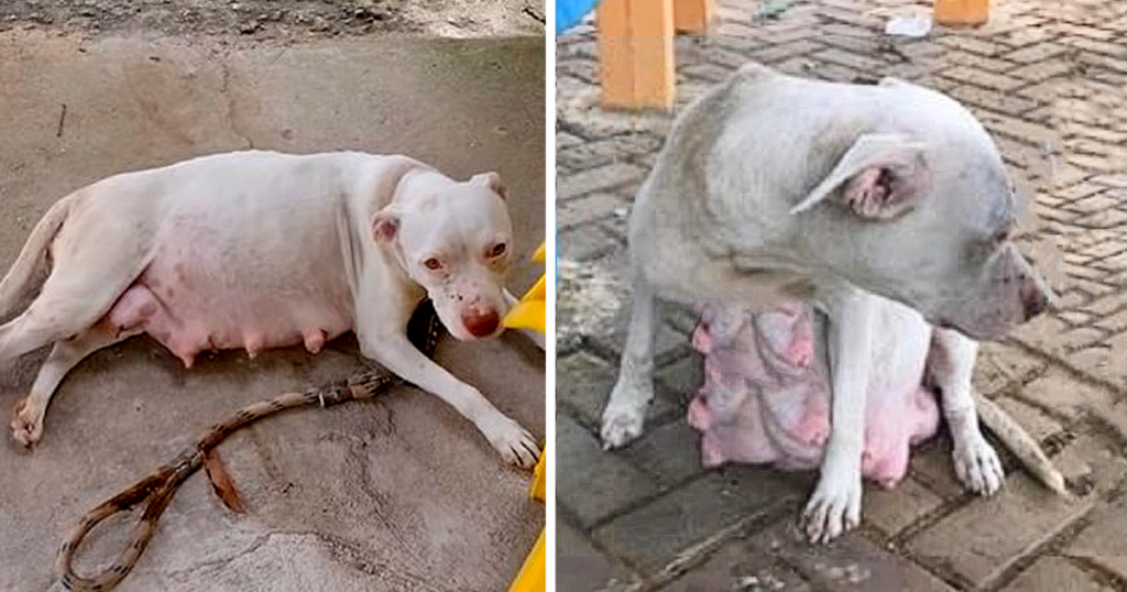 A Pregnant Pitbull, Abandoned And On The Brink Of Delivering Her Puppies, Cried Out For Them On A Chilly Night
