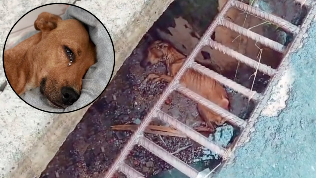 The Poor Dog Was Pushed Into The Sewers By A Crazy Man, And He Didn’t Have Much Time Left….