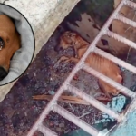 The Poor Dog Was Pushed Into The Sewers By A Crazy Man, And He Didn’t Have Much Time Left….