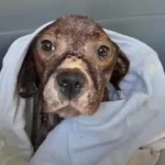 Dog Ended Up In Backyard With Hundreds Of Fleas Alike Motor Oils Hopeless Waiting For Help
