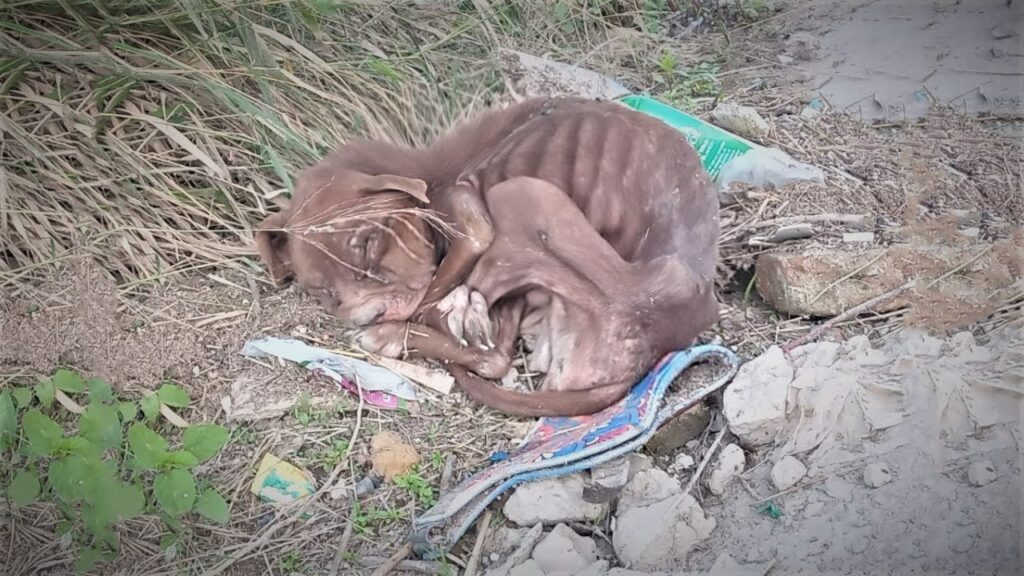 The Abandoned Dog’S Journey For Survival And A Forever Home, Betrayed And Reduced To Skin And Bones