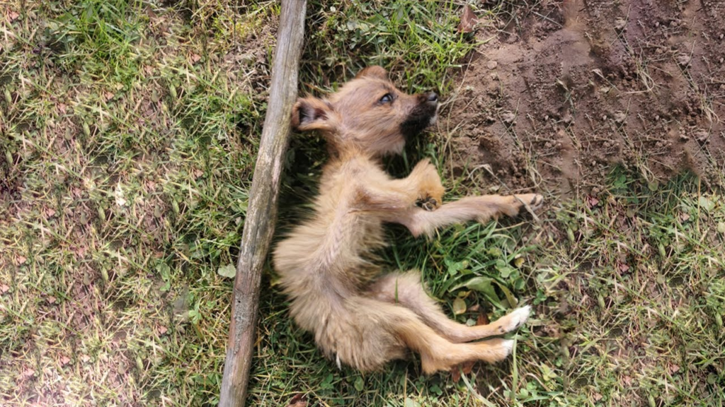 A Skinny Little Puppy With Only Skin And Bones Found In A Landfill
