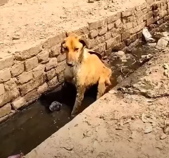 Heartbreaking Scene: A Helpless Dog Endures Sweltering Heat In A Dirty And Neglected State