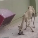 Desperate Fight For Survival: Urgent Plea To Rescue A Starving, Thirsty, And Emaciated Dog, A Testament To Unimaginable Suffering