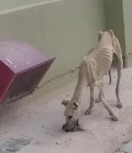 Desperate Fight For Survival: Urgent Plea To Rescue A Starving, Thirsty, And Emaciated Dog, A Testament To Unimaginable Suffering