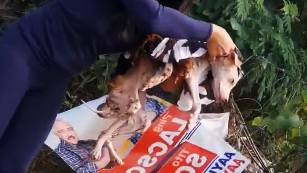 The Woman Took The Dying Dog In Her Arms, He Weighed Like A Feather And Could Not Move!