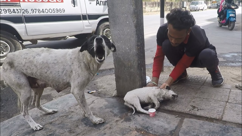 A Mother Dog Cried Out In Anguish, Seeming To Beg Us To Help Her Badly Wounded Baby