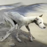 Even Though He Was Lost And Had Paralyzed Hind Legs, The Dog Was Strong And Determined Not To Give Up In The Face Of Difficulties…