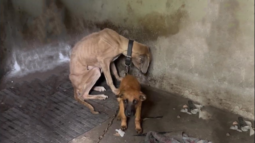 Frail Puppy Tried His Best To Protect His Chained Mother Who Is Haggard And Can’t Even Stand