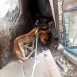 This Dog Was Bought As A Pet But When It Was ‘Out Of Trend’, They Cruelly Starved It Outside…