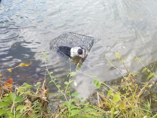 Journey To Rescue A Dog Abandoned On A River
