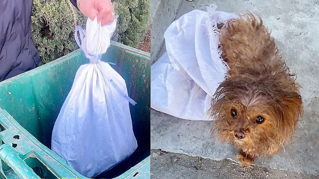 The Dog Was Forced To Be Put In A Bag And Thrown Into The Trash, Anxious And Having Difficulty Breathing…