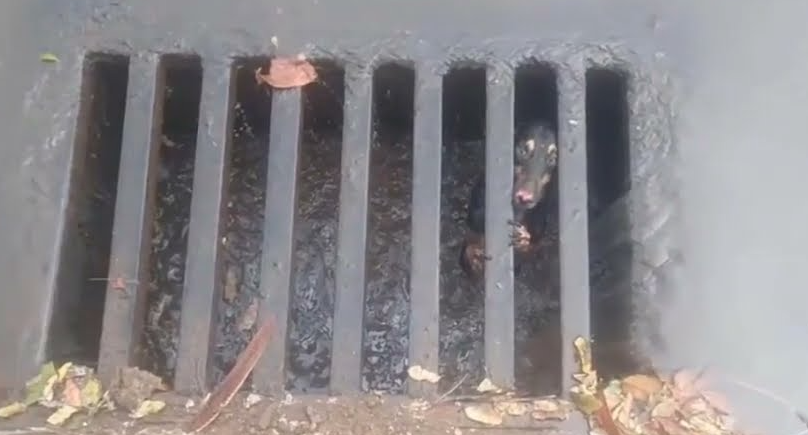Dog Stuck In A Manhole – He Was Whimpering So Hard But People Just Passed By Until A Girl Saw Him
