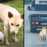 Mama Dog Melts 26 Million Hearts Chasing After A Truck With Her Rescued Babies.