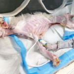 He Lived For Many Days Without Food! The Dying Dog Did Not Give Up! Look What Happened!